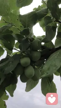 雨后西梅配图