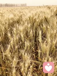 小麦🌾黄了
丰收🌾🌾配图