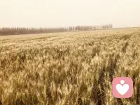 小麦🌾黄了
丰收🌾🌾配图
