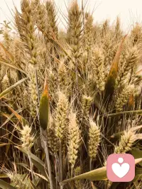 小麦🌾黄了
丰收🌾🌾配图