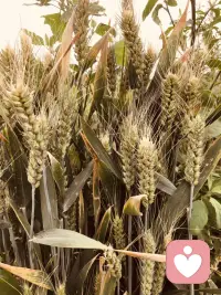 小麦🌾黄了
丰收🌾🌾配图