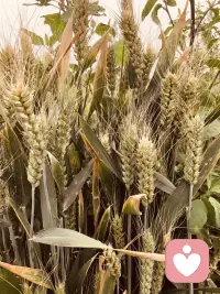 小麦🌾黄了
丰收🌾🌾配图