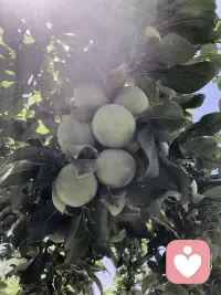 恐龙蛋