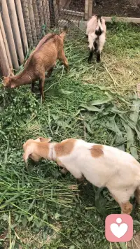 草多羊少 🐑
吃不动了  
都坐下了