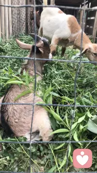 草多羊少 🐑
吃不动了  
都坐下了