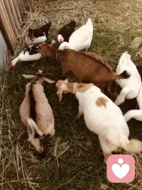 肚子圆圆  日子甜甜配图