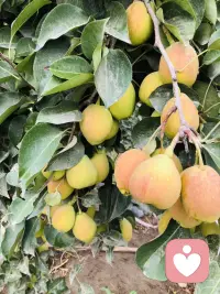 新疆瓜果飘香 美美美