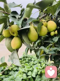 新疆瓜果飘香 美美美