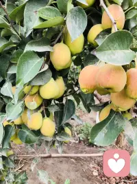 新疆瓜果飘香 美美美
