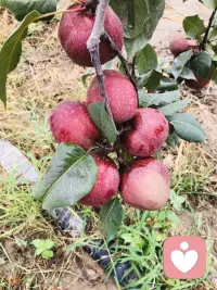 新疆瓜果飘香 美美美