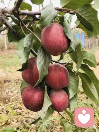 新疆瓜果飘香 美美美