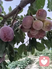 新疆瓜果飘香 美美美