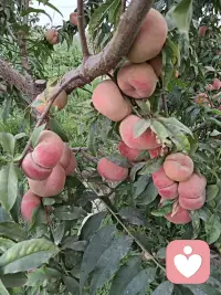 新疆瓜果飘香 美美美