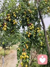 新疆瓜果飘香 美美美