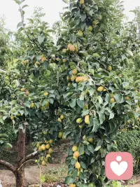 新疆瓜果飘香 美美美