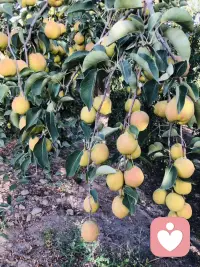 吃不完
根本吃不完
谁来吃