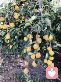 吃不完
根本吃不完
谁来吃