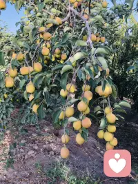 吃不完
根本吃不完
谁来吃