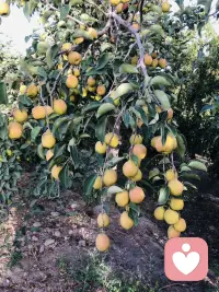 吃不完
根本吃不完
谁来吃
