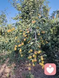 吃不完
根本吃不完
谁来吃
