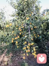 吃不完
根本吃不完
谁来吃
