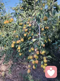 吃不完
根本吃不完
谁来吃