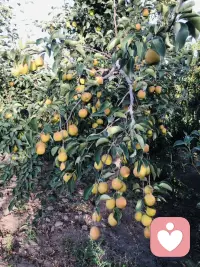 吃不完
根本吃不完
谁来吃
