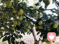 吃不完
根本吃不完
谁来吃