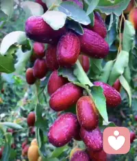 枣子熟了