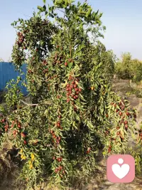 上糖期