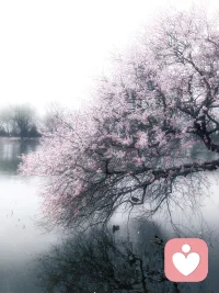 淡雾、粉花、静水、闲鸭，是藏在人间的温柔留白。配图