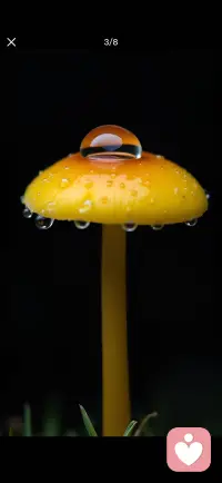 所有相遇都有意义，就像雨露奔赴蘑菇，温柔终将与美好相拥。配图
