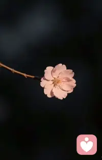 总有一朵花是属于你的春天里的配图