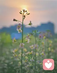 🌸 早安，被光吻过的清晨。配图