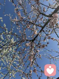 抬头是满树花开，低头是自己的影子，日子温柔又明亮。配图