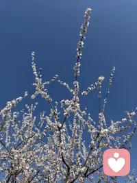 抬头是满树花开，低头是自己的影子，日子温柔又明亮。配图