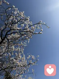抬头是满树花开，低头是自己的影子，日子温柔又明亮。配图