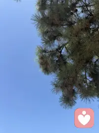 抬头是满树花开，低头是自己的影子，日子温柔又明亮。配图