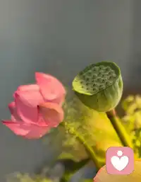 关于两性关系

 伴侣是跟你共度生命的人！

  让你快乐，不是伴侣的责任，陪你快乐，那才是他（她）的责任。
懂得跟随男人的女人，才是幸福的。
一个爱自己的人，和谁结婚都一样。假如你不觉察，冲突、纠缠不断，要在伴侣关系中学会生命里的功课。

爱是不会有痛的，让你痛的是爱的杂质，如：欲望、需求、期待、控制、嫉妒。配图