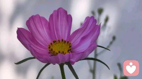 家庭教育的五要素