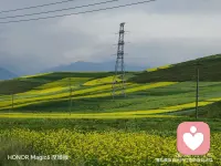 西安淅淅浙沥沥的下起了雨，降温了， 寒意袭来，空气沉闷闷的，心情有点压抑，翻出去年去西宁门源县看油菜花的照片，让心情爽朗一点，西宁的天，湛蓝洁净，空气中都是油菜花香味，扑鼻而来，真的应验了，你若盛开，蝴蝶自来