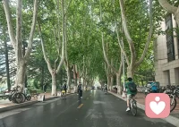 作为交大医学院的学生，最偏爱、 也最羡慕校园里这条法桐路。 
当年读书匆匆，总向往在这片浓荫下慢慢走。时隔三十年再回来，参天法桐依旧撑开长长的林荫隧道，路上骑车的少年，像看见当年的自己。 
旧时光藏在树影里，重走一遍，算是和青春碰了个面