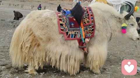孩子易怒怎么办