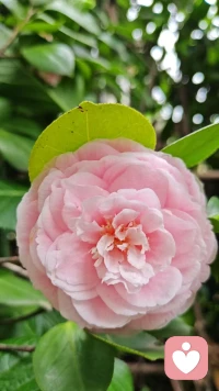 春天是看花的季节