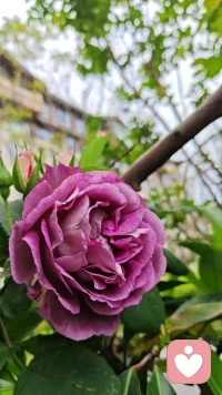 春天是看花的季节