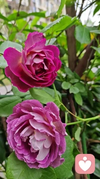 春天是看花的季节