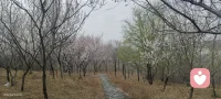 郊野徒步偶遇花海，阴天也挡不住春日的浪漫。走走停停，遇见满眼温柔。
