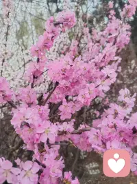 昨晚春雨，滋润了大地，清新了空气，给花花草草都洗了个澡