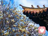 无人清楚我的路，似那孤山起了雾，
无人懂我心不甘，似那空荡孤山处。
春秋常在耳边鸣，无人与我并肩行，
远山起风又起雾，无人知我来时路。
 
孤山雾起尚有径，我心茫然无归处。
半生风雨皆独赴，一腔孤勇向谁诉。
人间熙攘皆过客，唯有山河知我苦。
待到雾散云开处，但愿初心不曾负。
 
纵是此生多踟蹰，也向人间迈一步，
待到山高雾尽时，自有清风照归途。