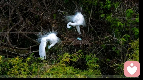 假性亲密关系，最熟悉的陌生人